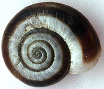 Apical view of a shell of Xerolenta obvia