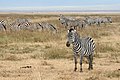 Plains zebras in the Crater