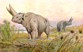 Peinture d'une espèce indéterminée d'Arsinoitherium sur carte d'un jeu de 30 cartes collector de "Tiere der Urwelt".