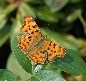 Углокрыльница c-белое (Polygonia c-album)