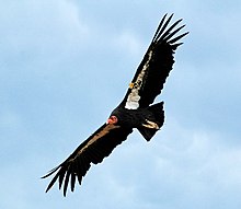 California-condor-gymnogyps-californianus-078 (21196759264).jpg