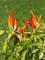 Capsicum annuum 'Fiesta', (Muséum de Toulouse)