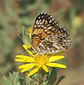 Adult, ventral view of wings.