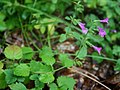 Clinopodium grandiflorum