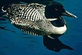 Common Loon