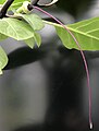 D. metel 'Fastuosa': young, purple-black fruit, with purple pistil still attached, just after fall of senescent corolla and calyx