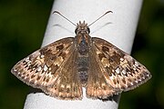 Adult, dorsal view.