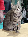 European shorthair blue mackerel tabby.