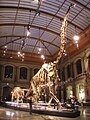 Image 6The Dinosaur Hall of the Naturkundemuseum, Berlin, showing the skeleton of Giraffatitan brancai, among the largest mounted skeletons in the world