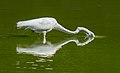 Image 48Great egret stabbing the water in Green-Wood Cemetery