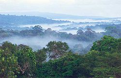 Image illustrative de l’article Forêt guyanaise