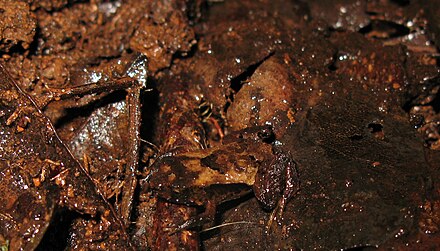 Grenouille difficilement distinguable sur une litière de feuilles mortes.