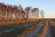 Birketræer ved Reservatvej på Kalvebod Fælled.