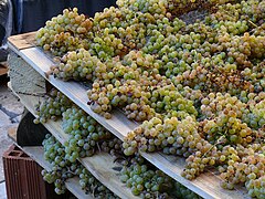 Passerillage de raisin sur claies pour l'élaboration du vin de paille.