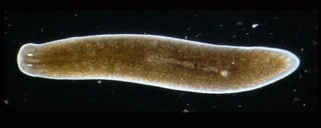 Planaria torva (Planariidae, Planarioidea)