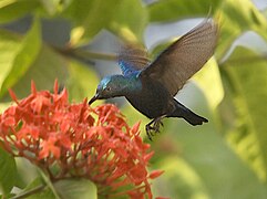 Cinnyris asiaticus