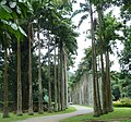 Jardin botanique de Peradeniya.