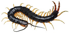 Scolopendra subspinipes japonica