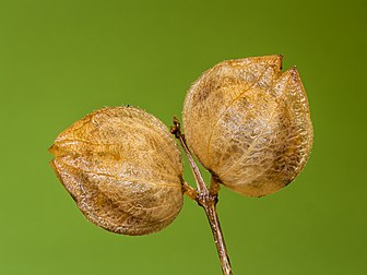 Capsules de rhinanthe. (définition réelle 4 608 × 3 456)