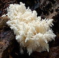 Hericium coralloides