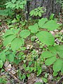 Kvetoucí Aralia nudicaulis