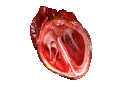 Thumbnail for Heart valve