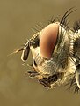 Blow-fly head, by Richard Bartz