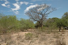 Picture of the western parts of Chaco, which are characterized by shrubs and low to medium forest cover