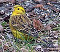 Citromsármány (Emberiza citrinella)