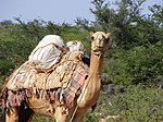 सोमालिया के आइल में एक खानाबदोश का पैक ऊंट