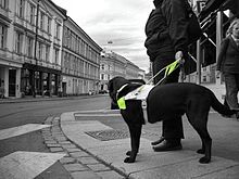 Førarhund på jobb i bygate i Oslo.