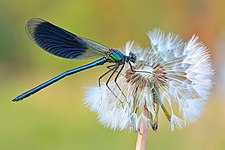 Banded demoiselle at NSG Gülper See lake. Brandenburg, Germany Photo by