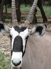 Gemsbok1.jpg