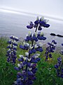 Alaska-Lupine (Lupinus nootkatensis)