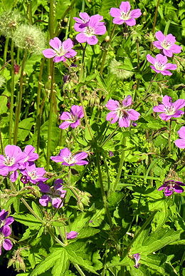 Miškinis snaputis (Geranium sylvaticum)