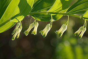 Stor konval (Polygonatum multiflorum)