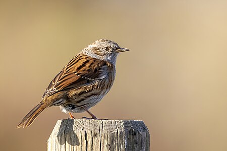 Brumăriță de pădure (Prunella modularis)