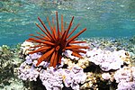 Red_pencil_urchin_-_Papahānaumokuākea