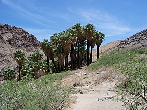 Kalifornische Washingtonpalmen in den Santa Rosa Mountains