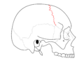 الدَرْز الإكليلي (بالإنجليزية: Coronal suture).