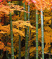 Acer palmatum trees and bamboo in Japan