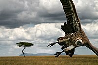 Vulture, getting ready to land