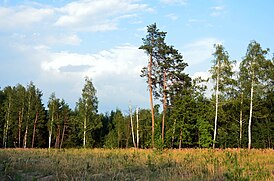 Лебединські ліси