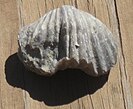 An Upper Ordovician articulate brachiopod