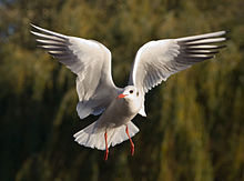 Photograph of a gull in flight