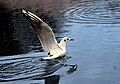 Little Gull