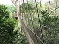 In 20 m Höhe durch den Regenwald: Baumwipfelpfad im Kakum-Nationalpark