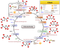 Miniatura para Ciclo de Krebs