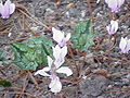 Cyclamen hederifolium