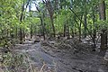 Flood damage on El Rito de los Frijoles, Bandelier National Monument